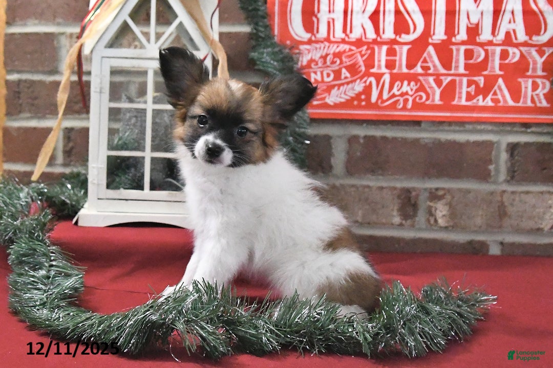 Papillon dogs for sale: Orchid - Ad 4
