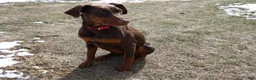 Doberman Pinscher dogs for sale: Doberman Pinscher Puppy 1 Mia - Ad 3