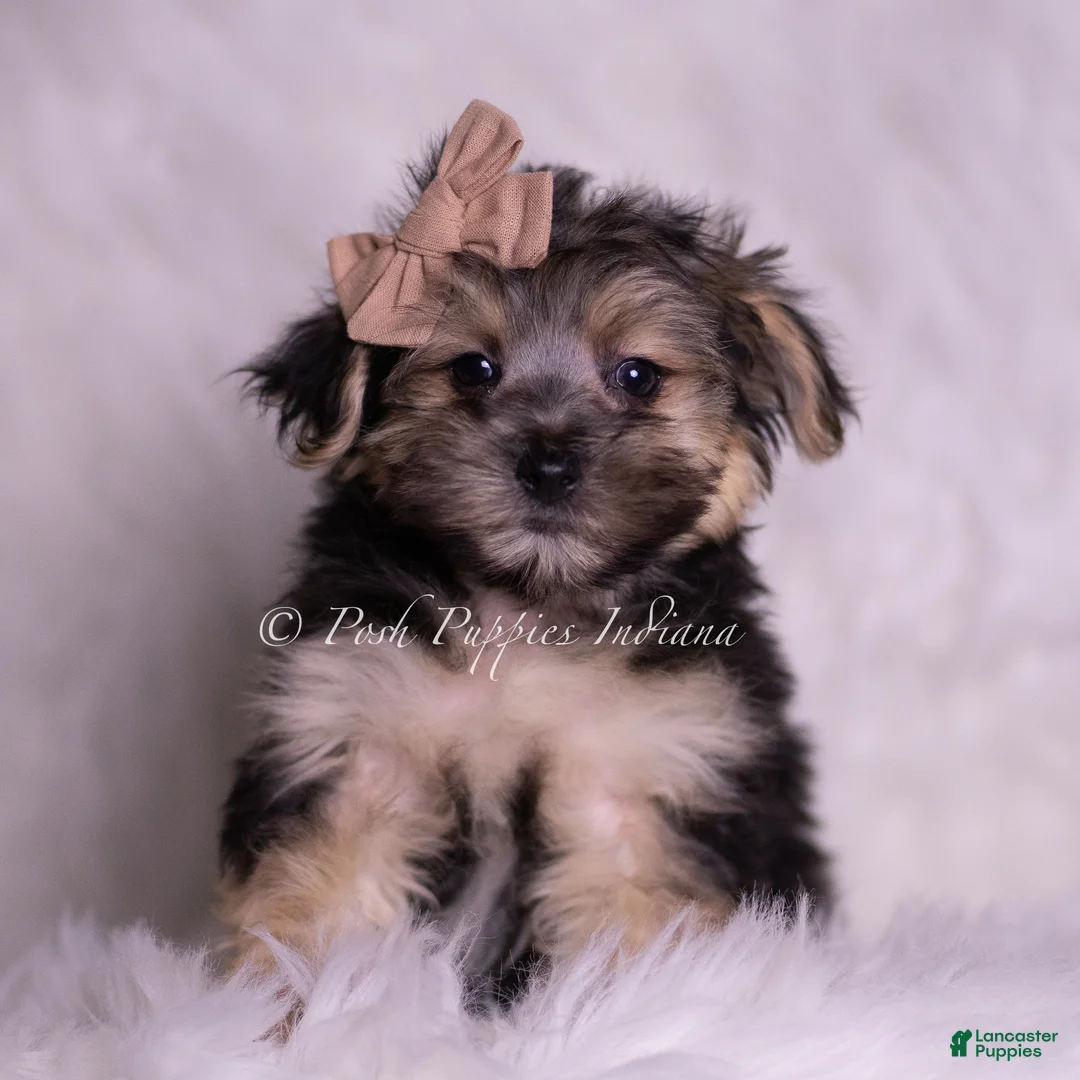 Morkie dogs for sale: Leige - Ad 5