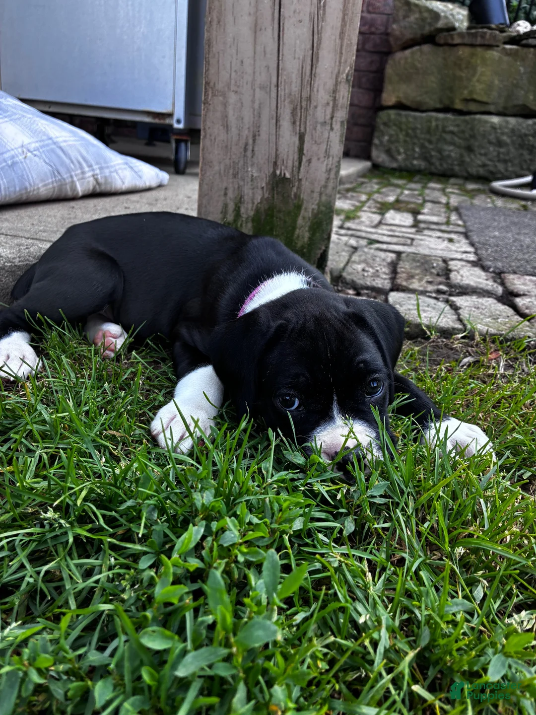 Boxer dogs for sale: Boxer 3 - Ad 1