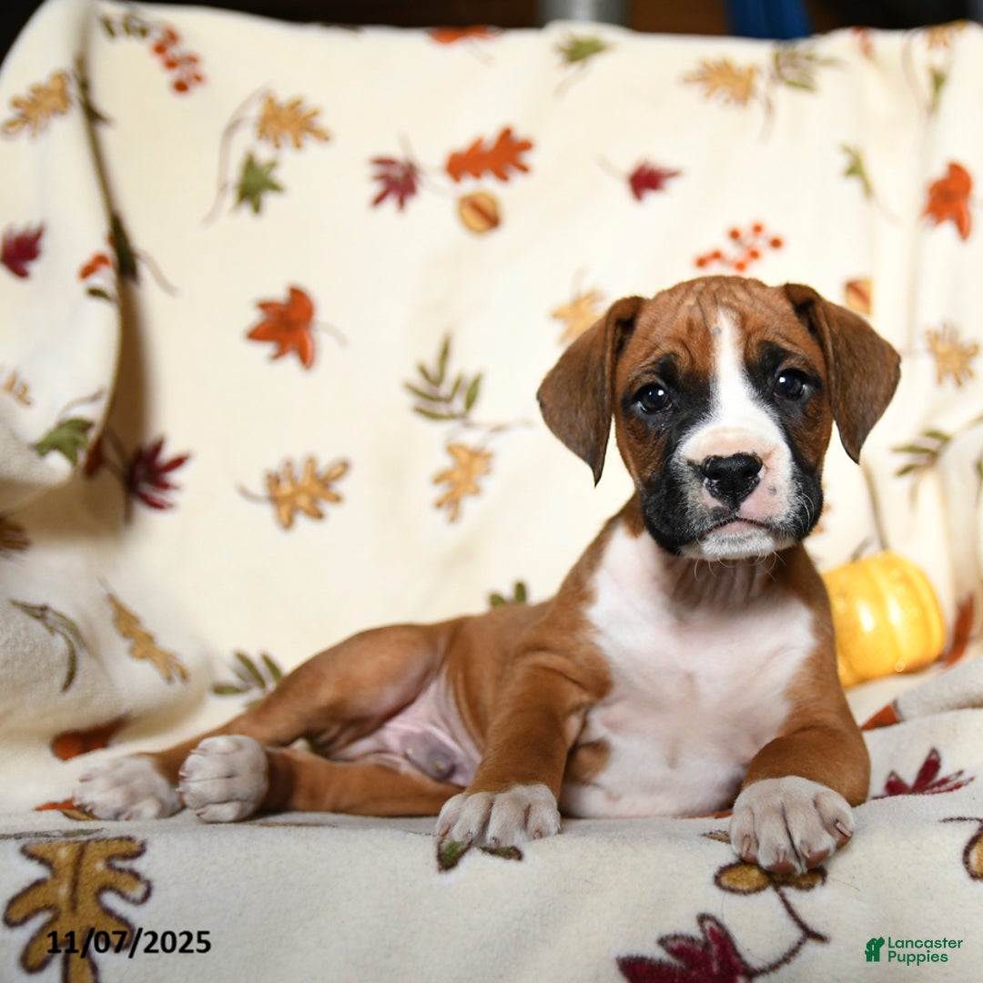 Boxer dogs for sale: Bambi - Ad 6