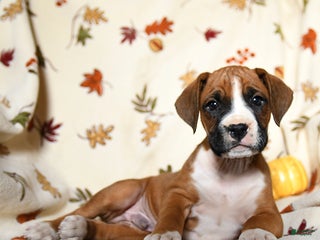 Boxer dogs Bambi - Ad 14