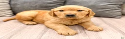 Golden Retriever dogs for sale: Boomer - Ad 4