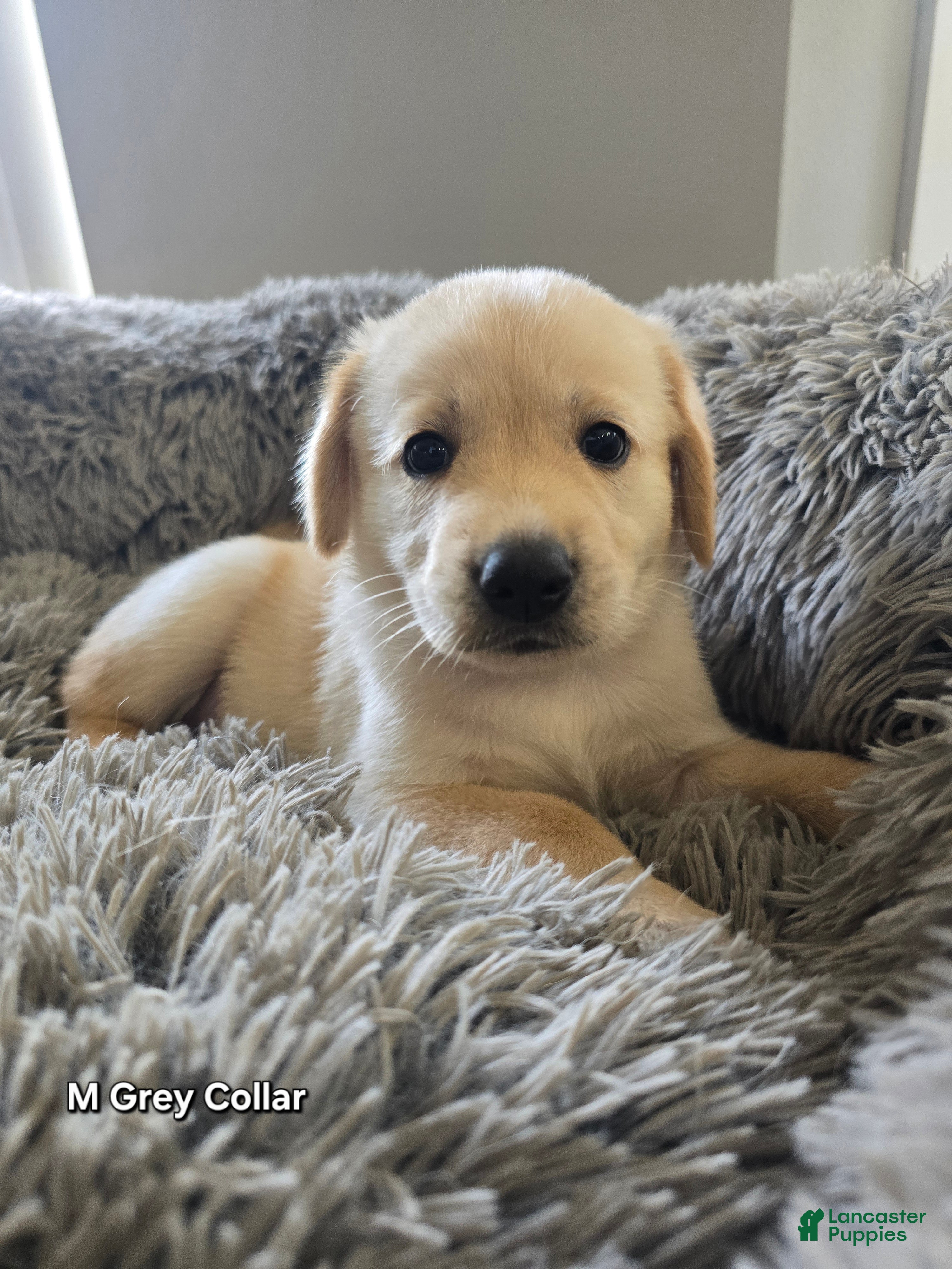 Goldendoodle dogs Goldendoodle Puppy 1 - Ad 37