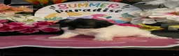 Shihpoo dogs for sale: Shih Tzu Puppy 2 - Ad 5