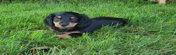 Miniature Dachshund dogs for sale: Vivian  - Ad 7