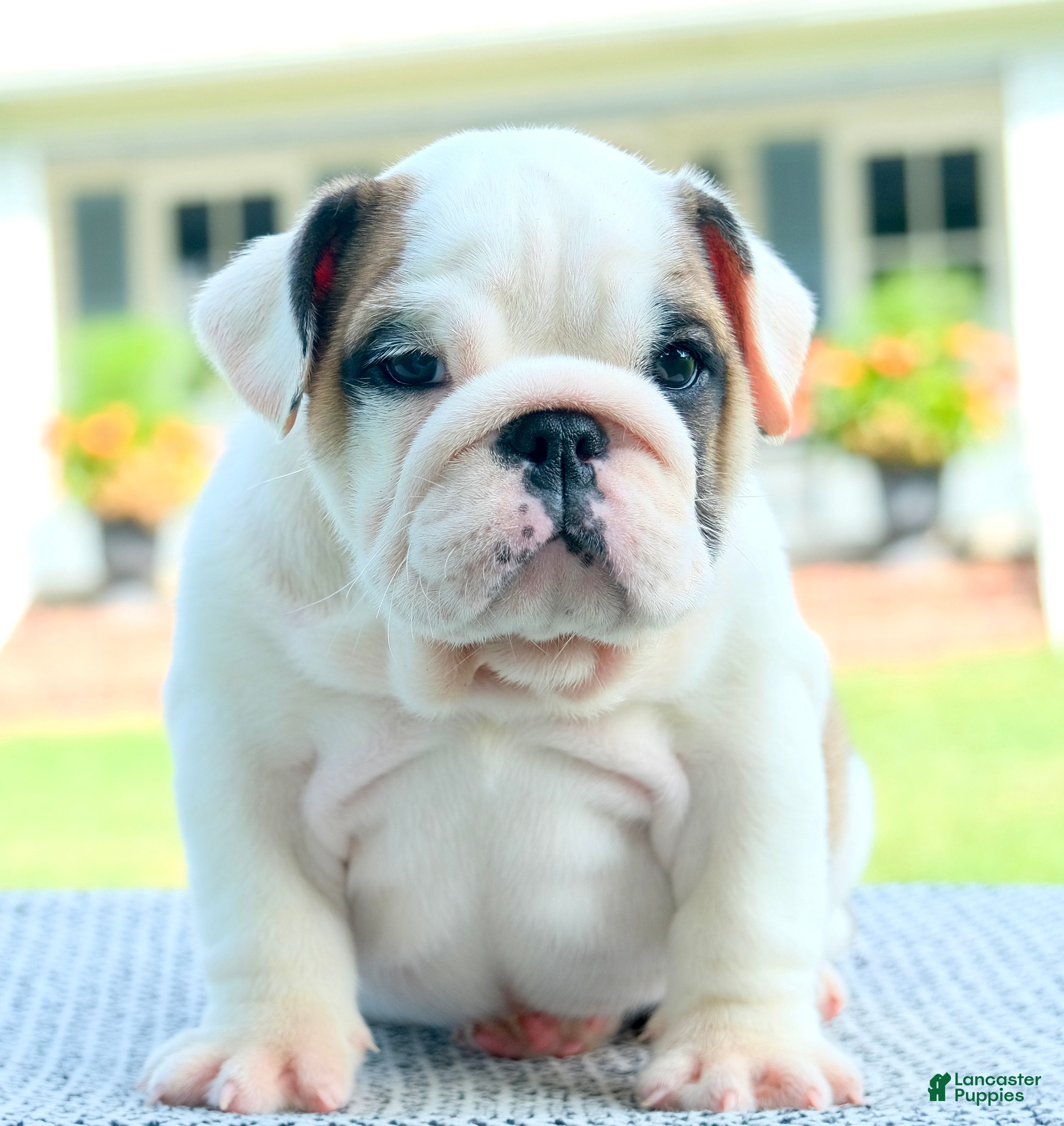 English Bulldog dogs Lily - Ad 1
