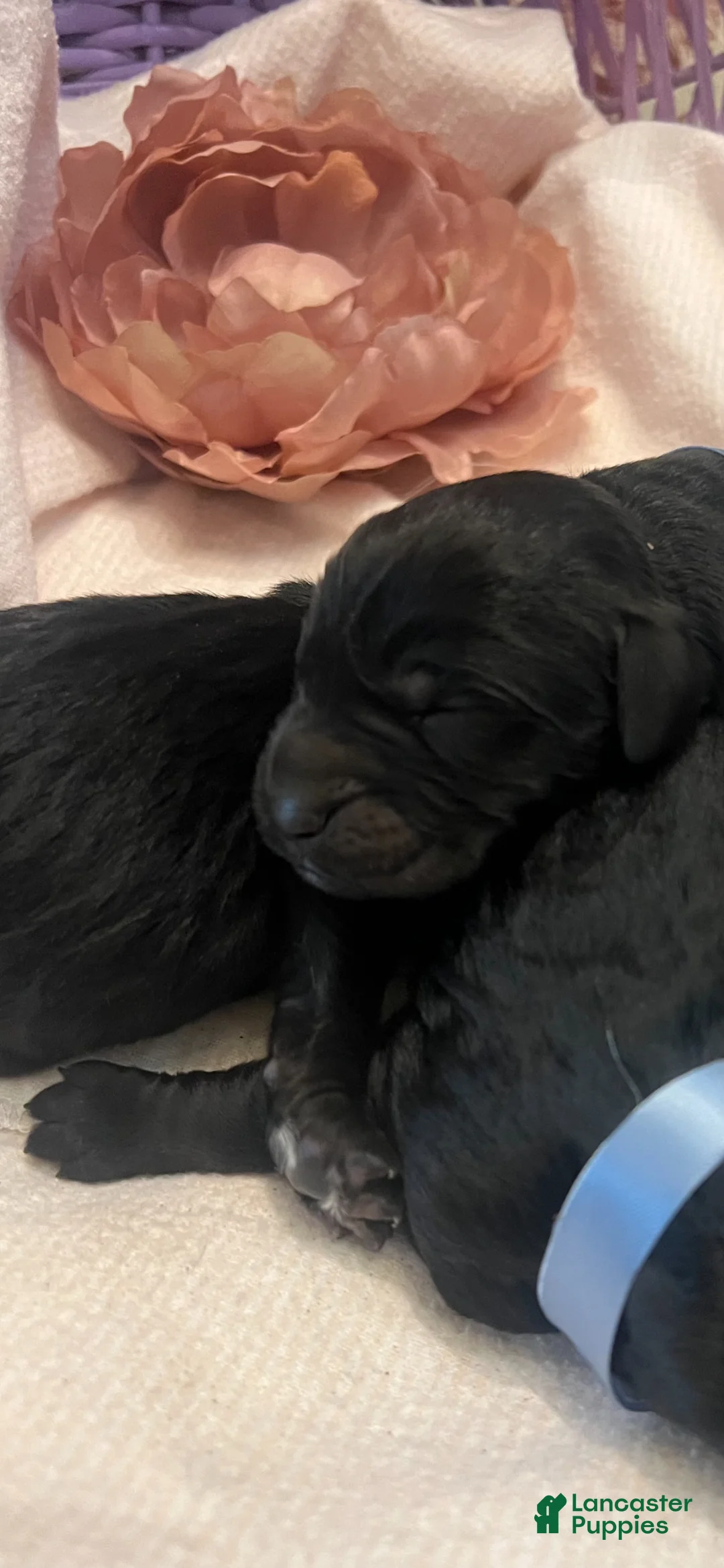 Labradoodle dogs for sale: Labradoodle Puppy 5 - Ad 6