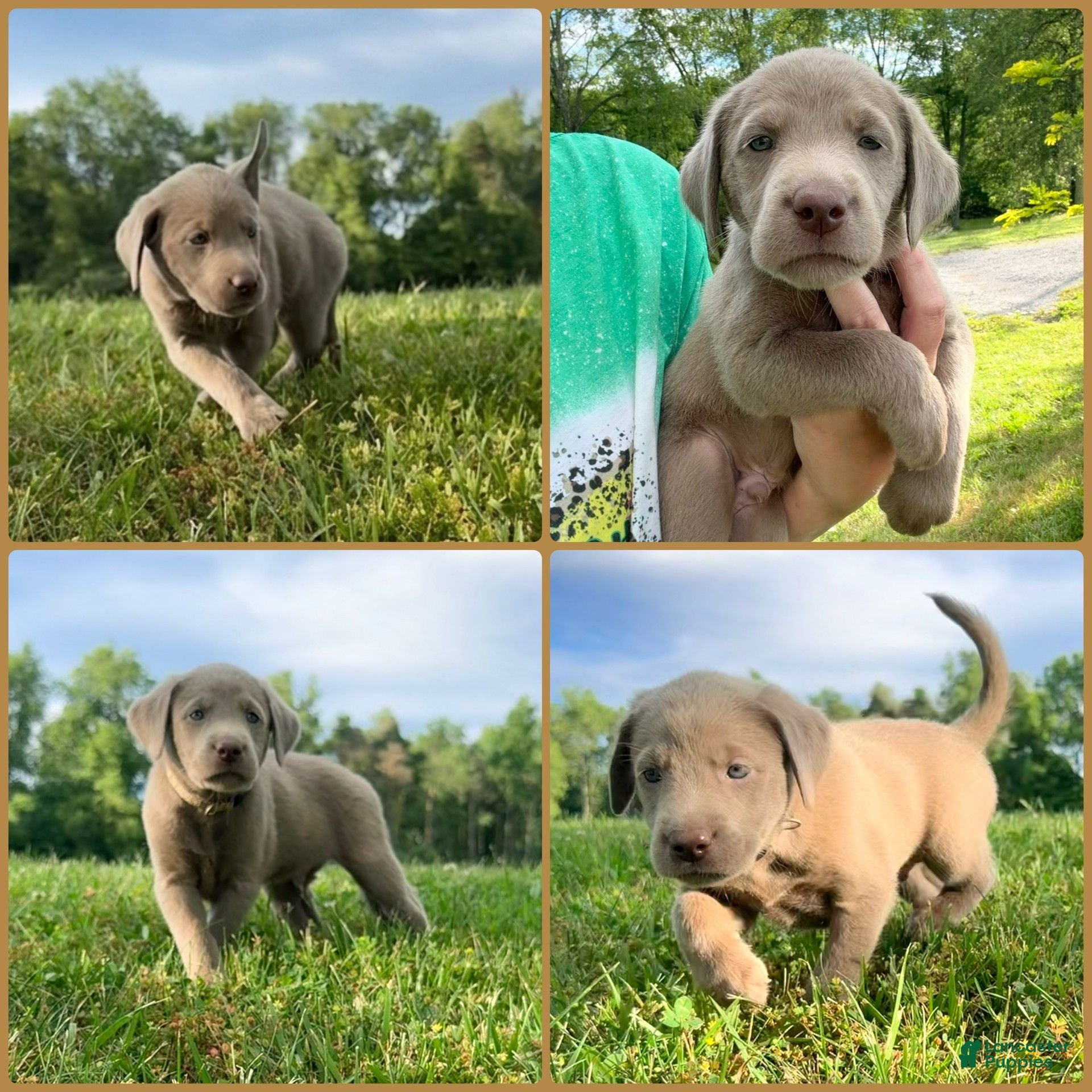 Labrador Retriever dogs for sale: Labrador Retriever Tan - Ad 2