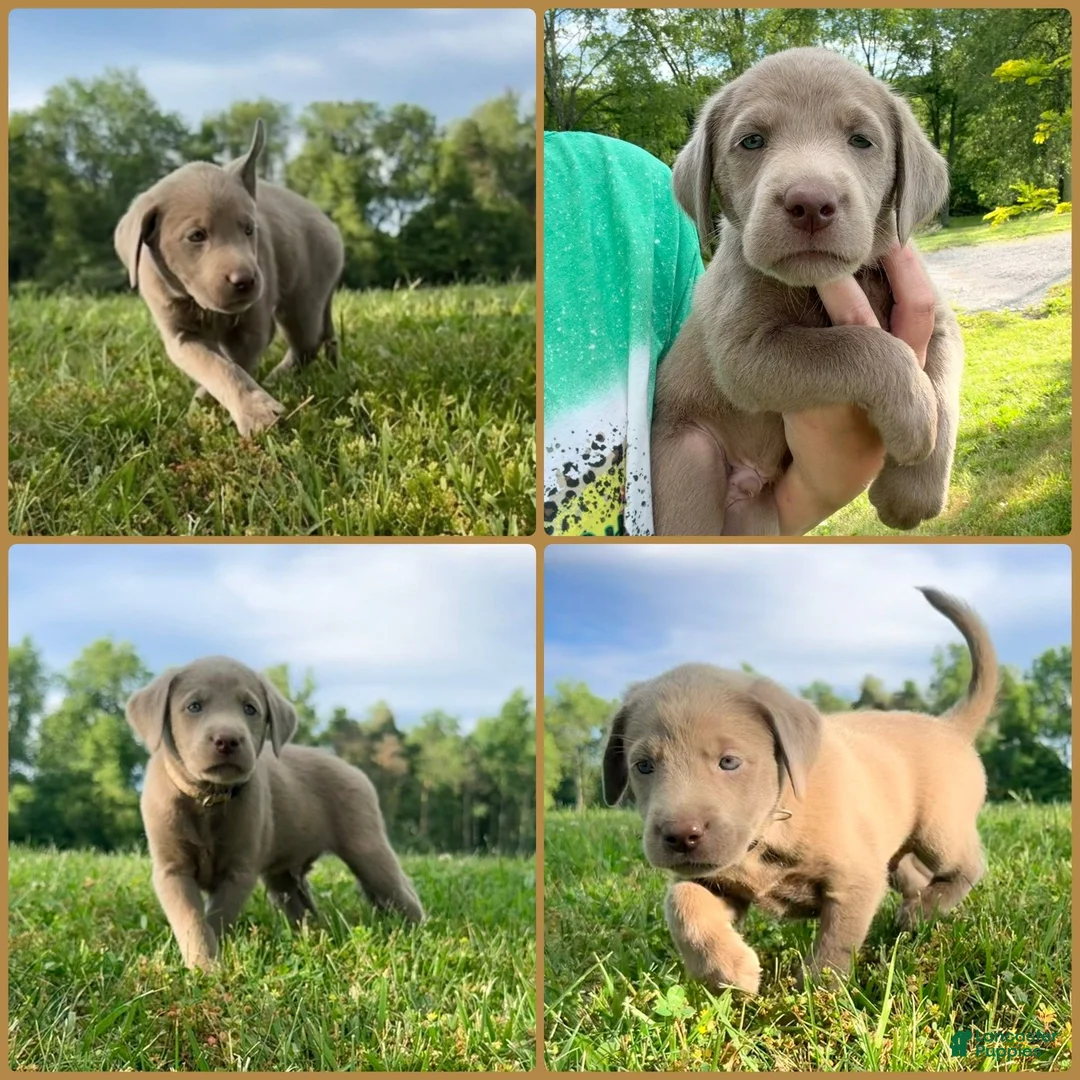 Labrador Retriever dogs for sale: Labrador Retriever Tan - Ad 1