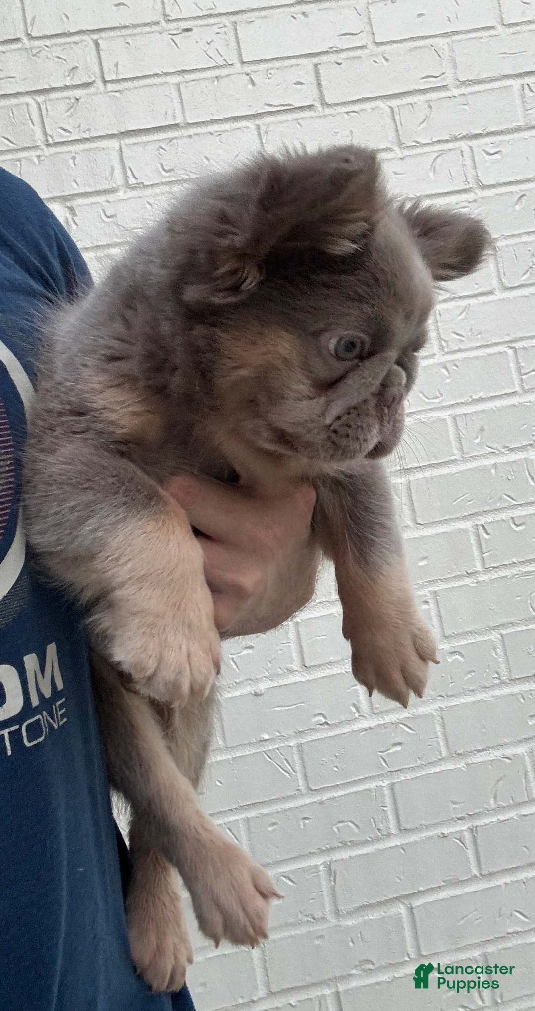 French Bulldog dogs for sale: French Bulldog Puppy 3 - Ad 1