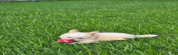 Pomapoo dogs for sale: Pomapoo 1 - Ad 3