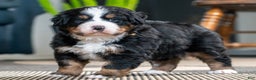 Bernese Mountain Dog dogs for sale: Dani - Ad 1