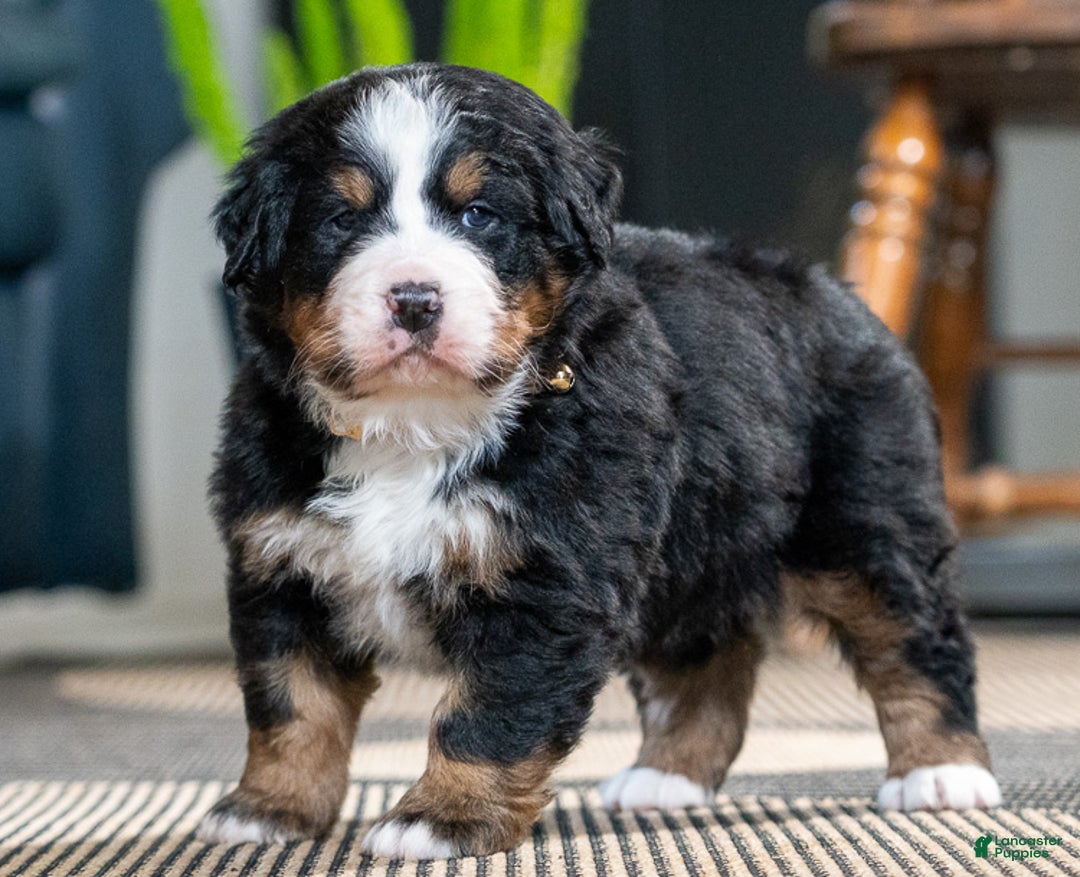 Bernese Mountain Dog dogs for sale: Dani - Ad 1