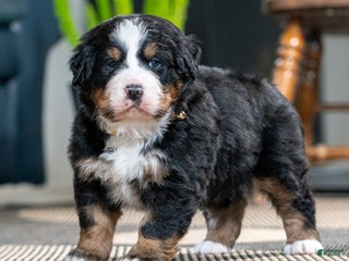 Bernese Mountain Dog dogs Dani - Ad 10
