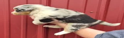 Mixed Breed dogs for sale: Mixed Breed 8 - Ad 2