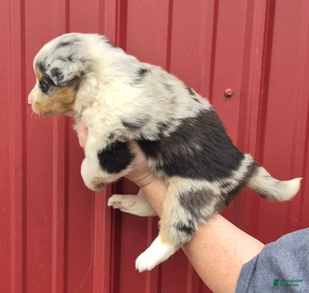 Mixed Breed dogs for sale: Mixed Breed 8 - Ad 2