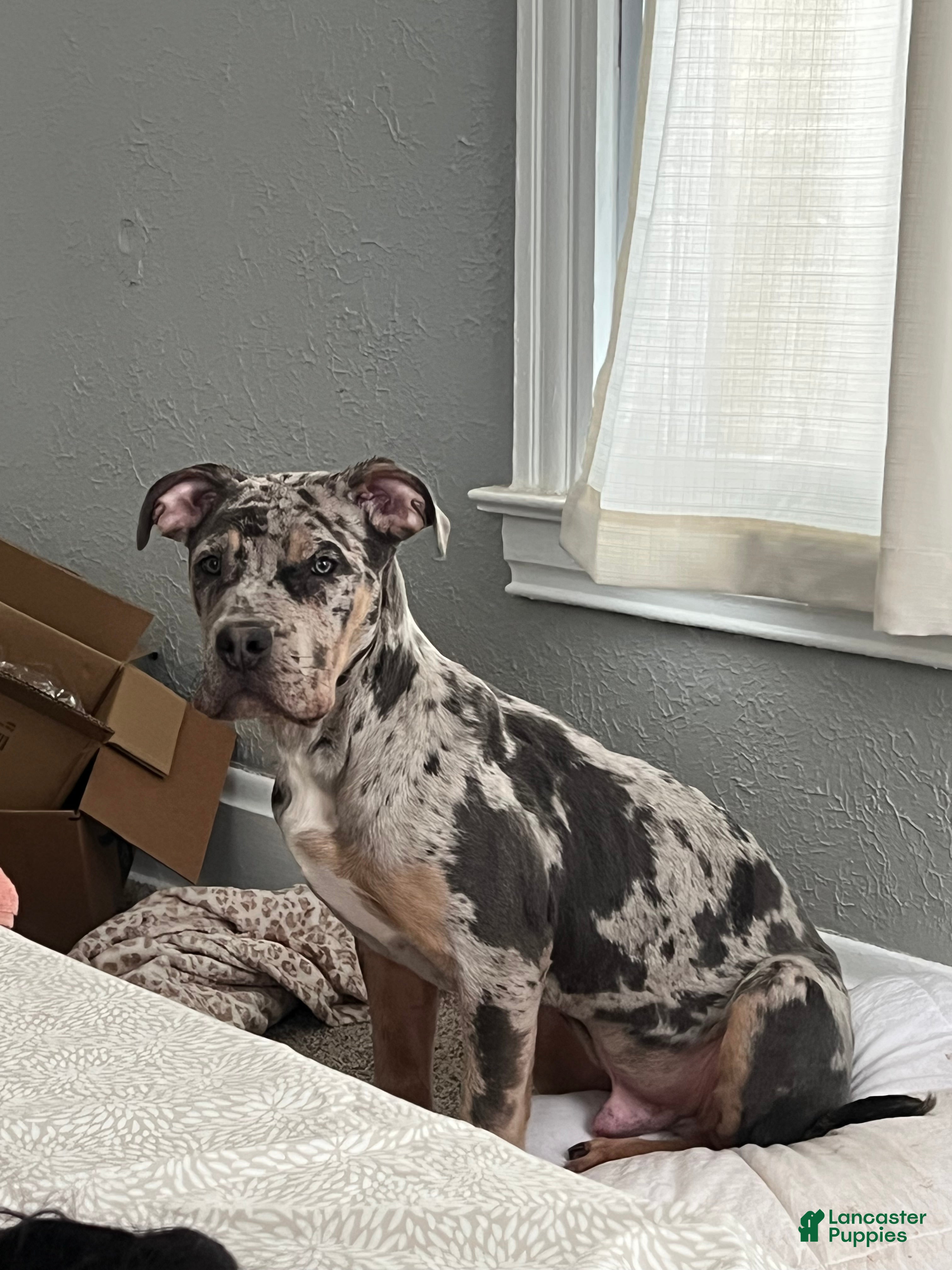 Mixed Breed dogs Mixed Breed Puppy 1 - Ad 33