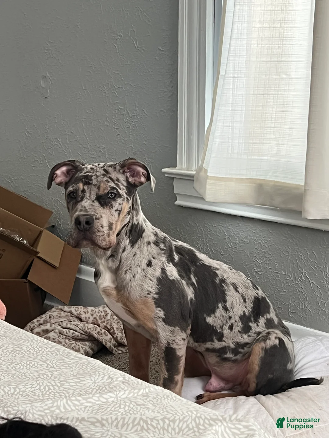 Mixed Breed dogs for sale: Mixed Breed Puppy 1 - Ad 1