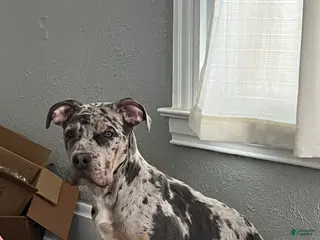 Mixed Breed dogs Mixed Breed Puppy 1 - Ad 33