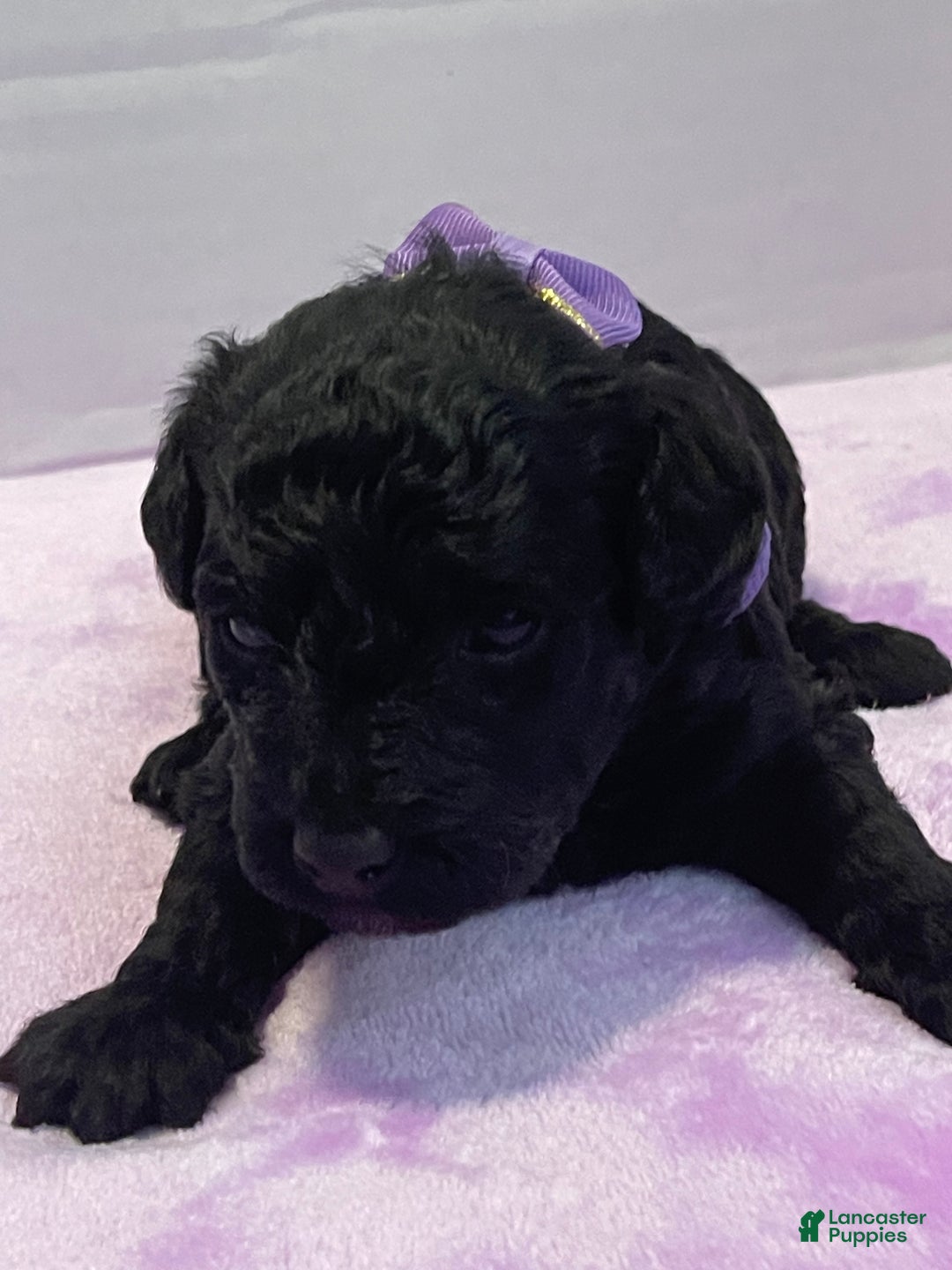 Goldendoodle dogs for sale: Goldendoodle Puppy 3 - Ad 1