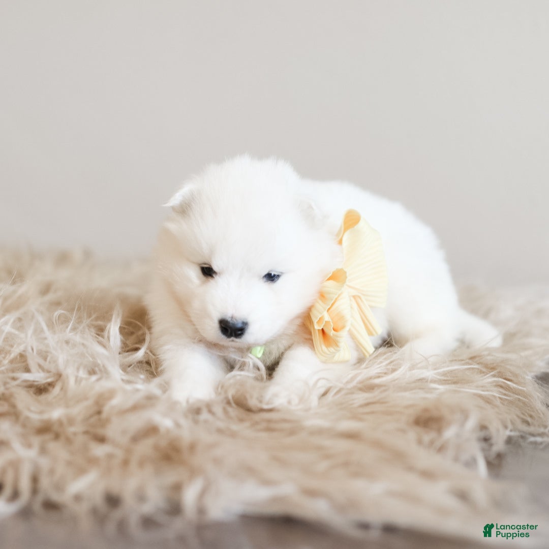 Samoyed dogs Sprout  - Ad 2