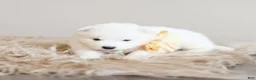 Samoyed dogs for sale: Sprout  - Ad 2