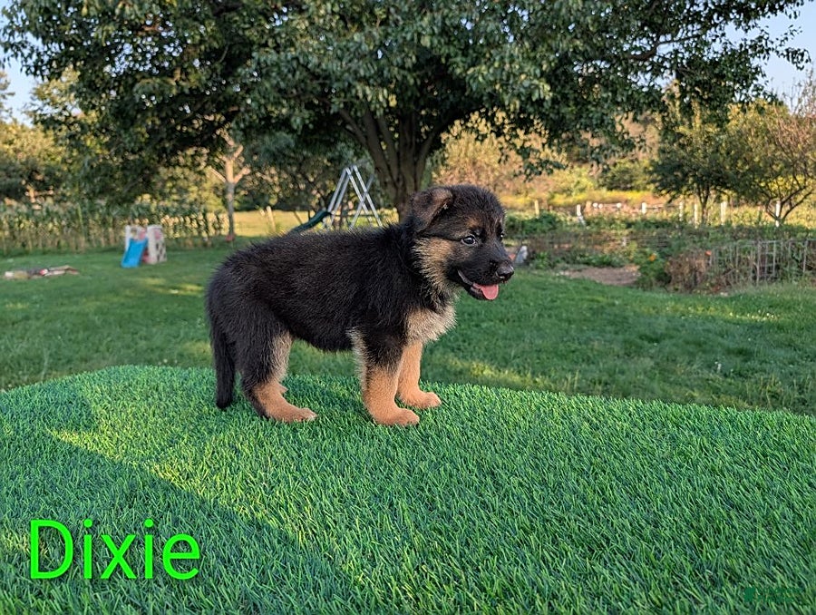 German Shepherd dogs Dixie - Ad 2