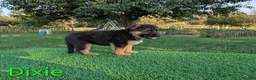 German Shepherd dogs for sale: Dixie - Ad 2