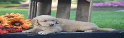 Golden Retriever dogs for sale: Paige - Ad 4