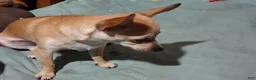 Chihuahua dogs for sale: Chihuahua 2 mork - Ad 15