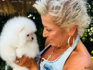 Pomeranian dogs Givenchy - Ad 20