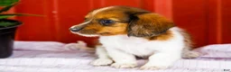 Miniature Dachshund dogs for sale: Brian - Ad 4