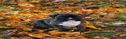 Boxer dogs for sale: Isaiah - Ad 3