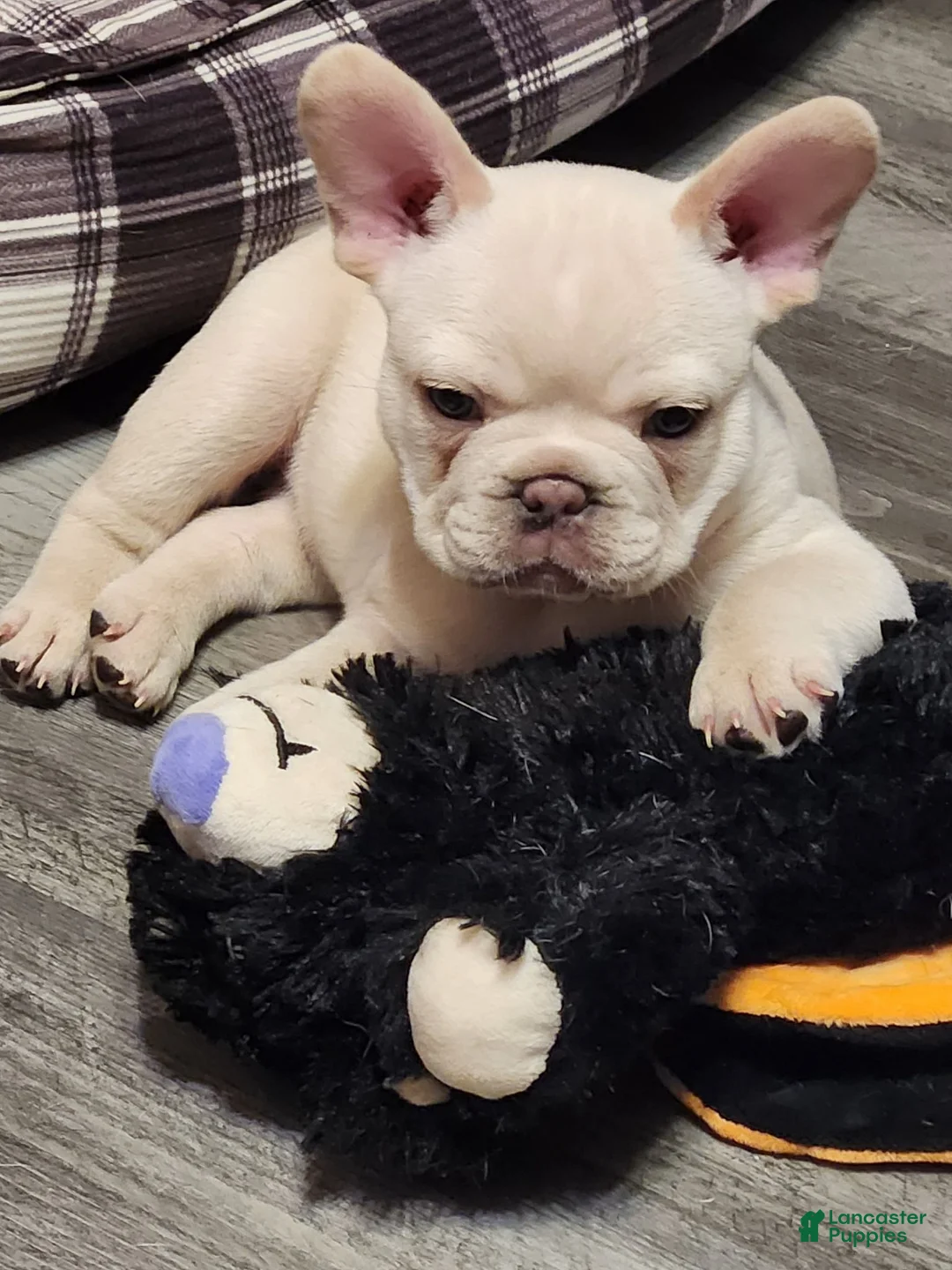French Bulldog dogs for sale: French Bulldog Hank Cream Male - Ad 2