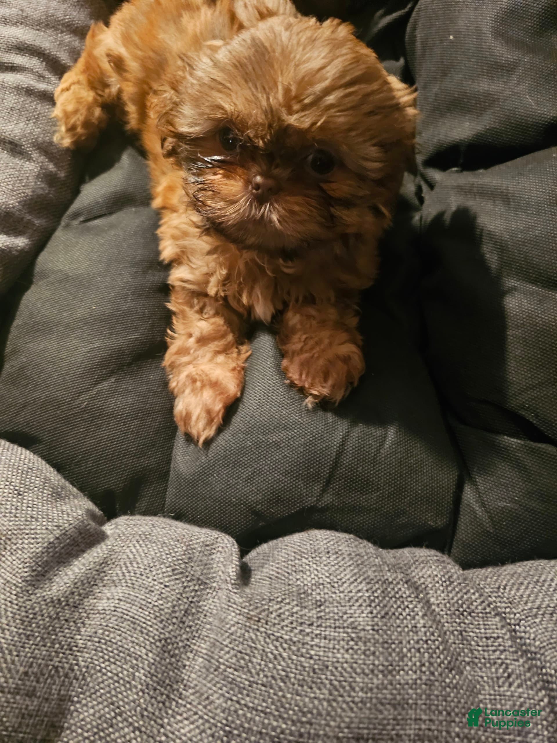 South Carolina Treeing Feist Puppies For Sale Puppies For Sale In