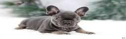 French Bulldog dogs for sale: Jude - Ad 2