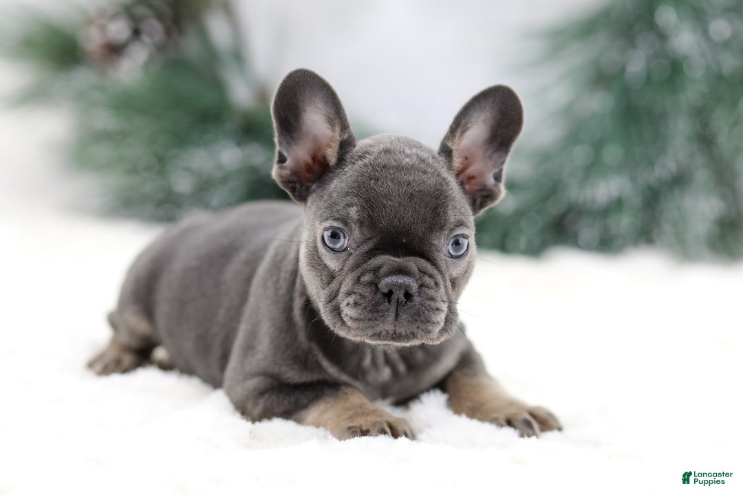 French Bulldog dogs for sale: Jude - Ad 2