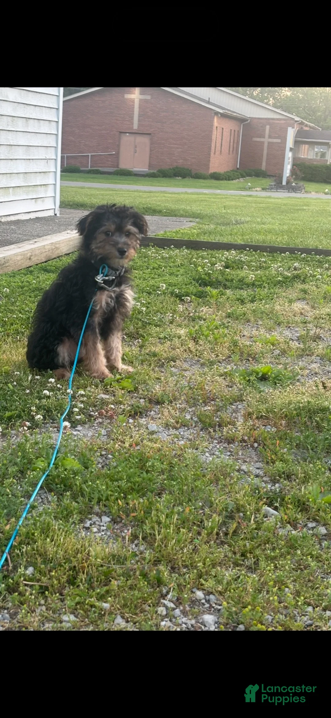 Yorkiepoo dogs for sale: Teddy - Ad 2