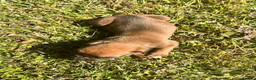 Boxer dogs for sale: AKC Boxer - Male 2 - Ad 3