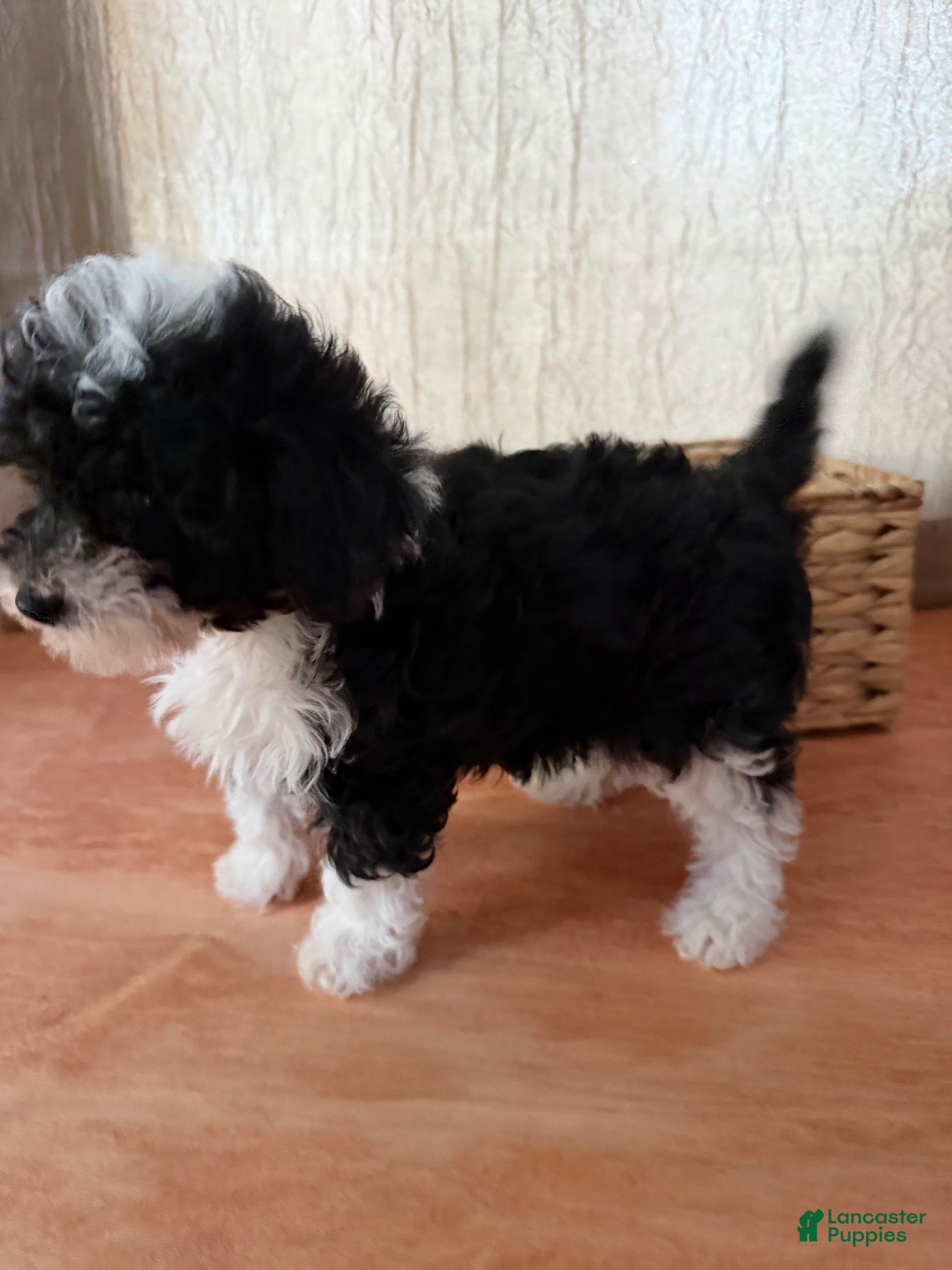 Toy Poodle dogs for sale: Toy Poodle mostly white  - Ad 20
