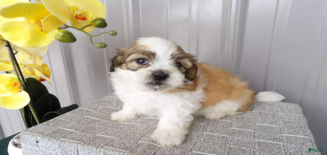 Gallery Image {{count}}