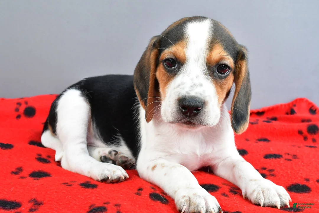 Beagle dogs for sale: Dash - Ad 2