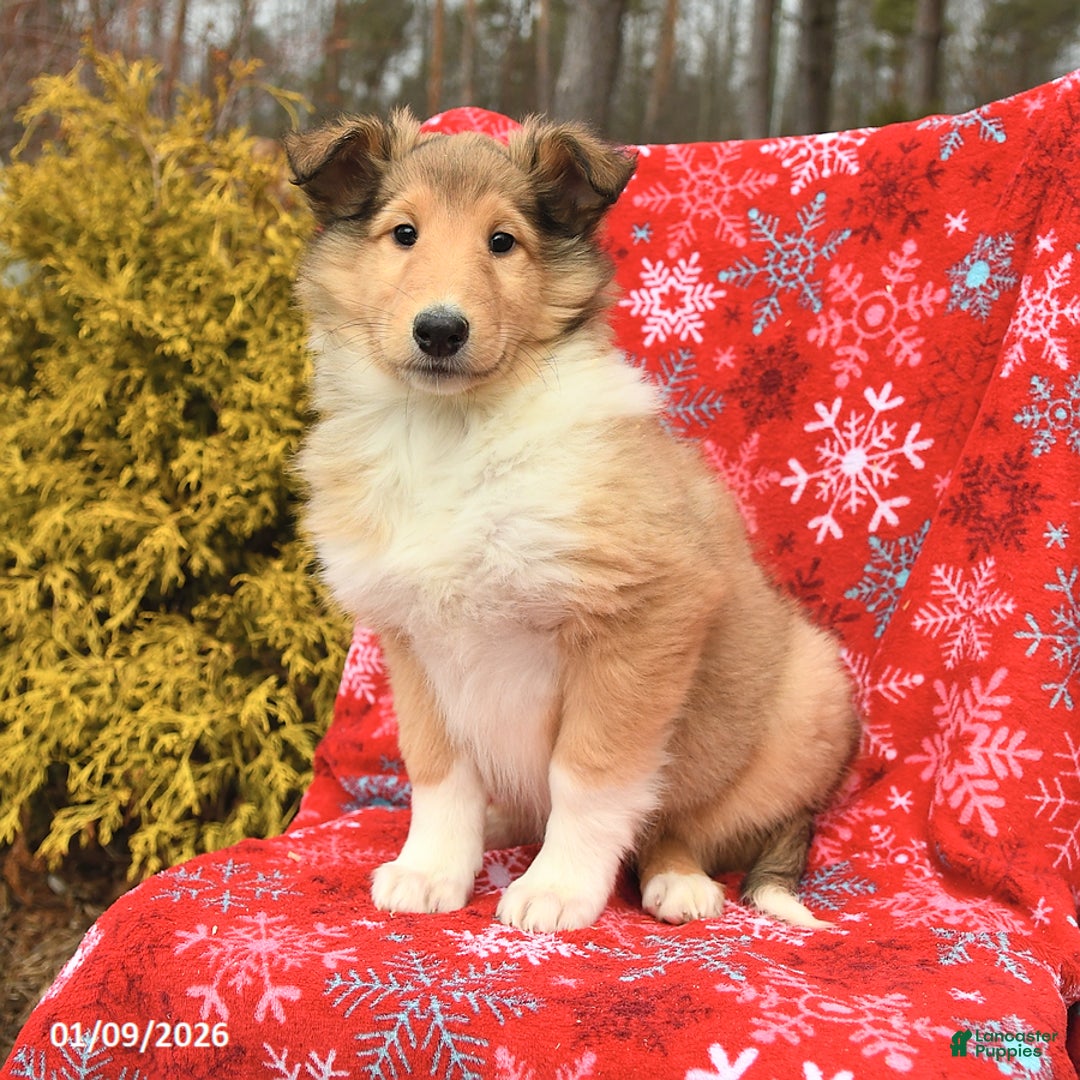 Collie dogs for sale: Izzy - Ad 3