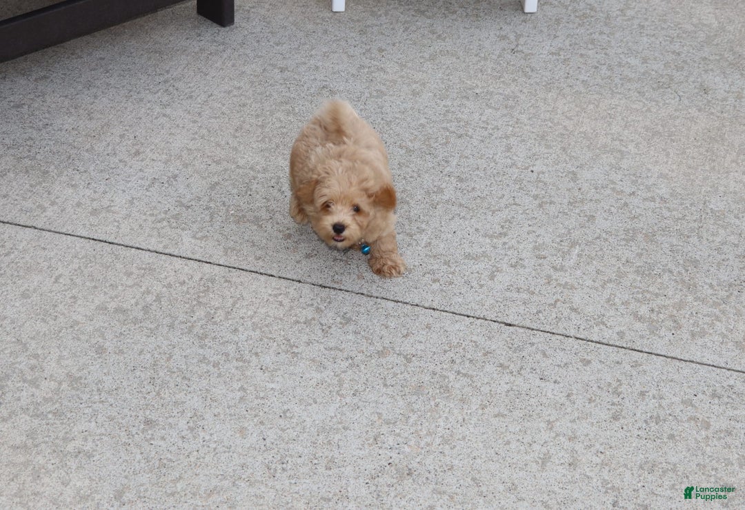 Havapoo dogs for sale: Chase 👨‍👨‍👦‍👦💞🐕 - Ad 8