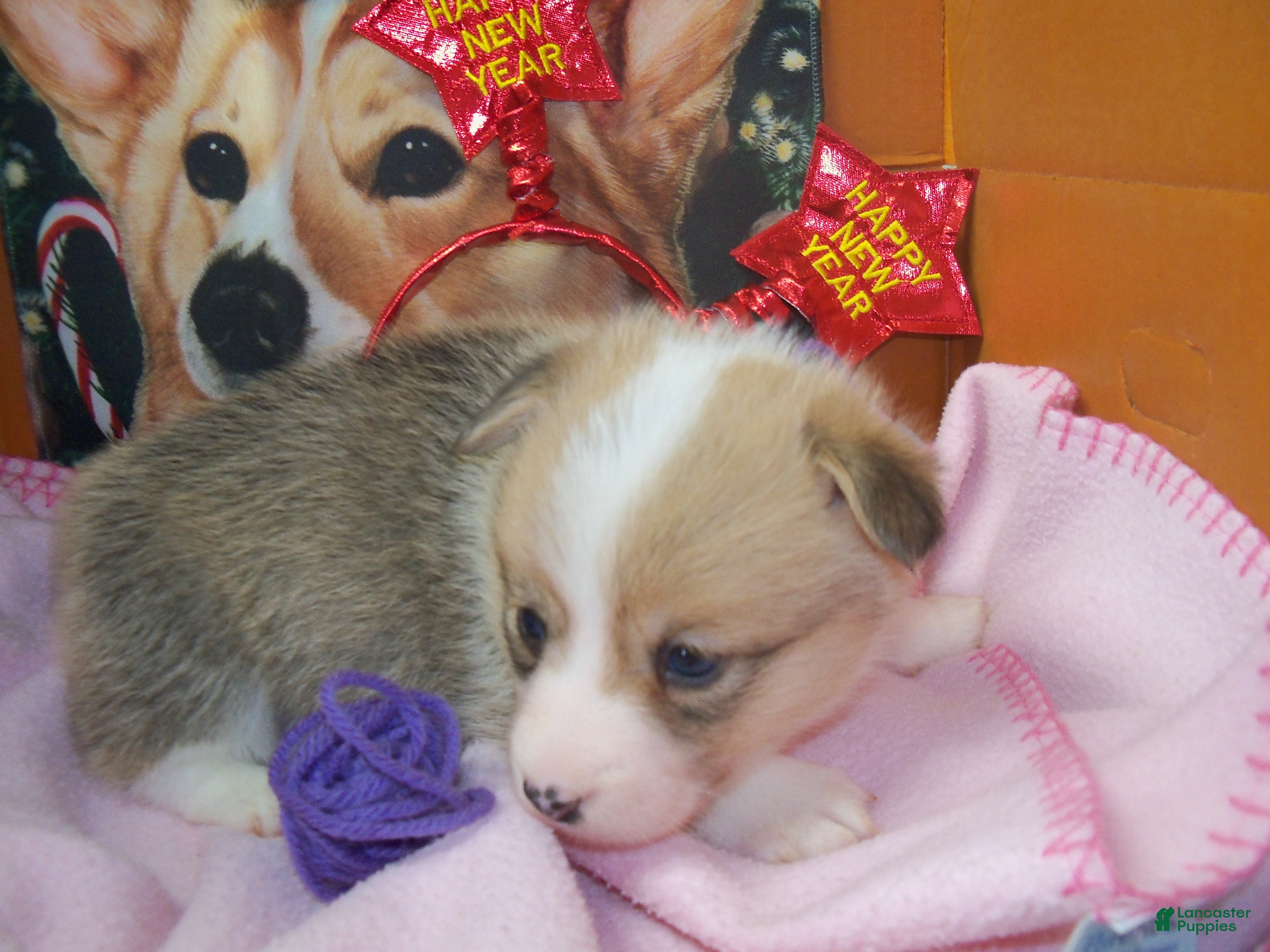 Welsh Corgi Pembroke dogs Roxy - Ad 23