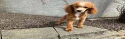 Mini Goldendoodle dogs for sale: Tanner - Ad 12