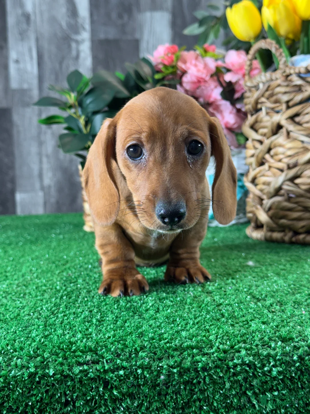 Dachshund dogs for sale: Dakota - Ad 5