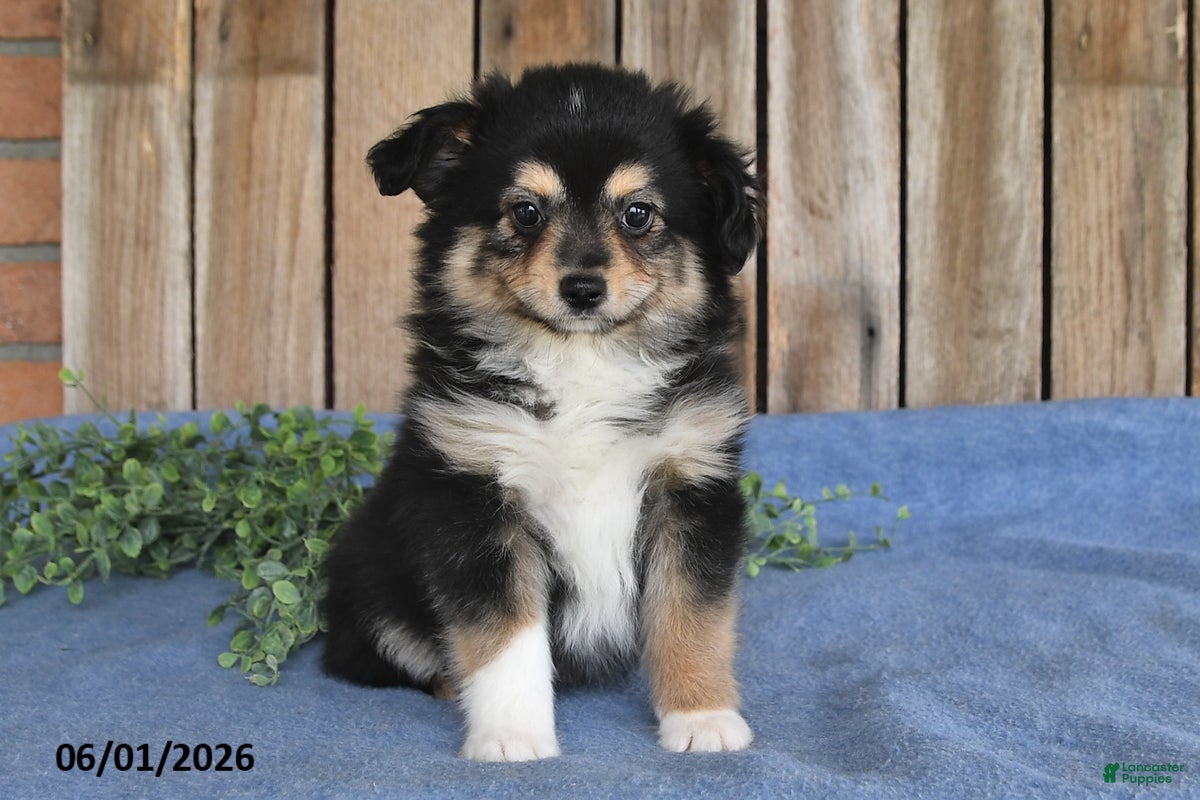 Miniature Australian Shepherd dogs Max - Ad 2