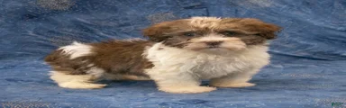 Roscoe